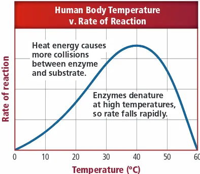 Figure 1 Optimum temperature for humans is close to 37ºC. Excessive thermal energy results in the breakdown of a protein’s structure, preventing it from functioning as it should.