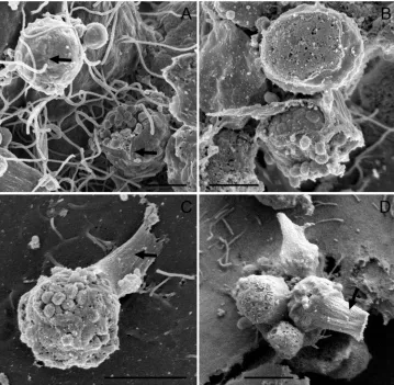Fig. 8. Microgamonts. (A,B) Microgamonts without stalk. The arrows in A indicate a cleft along which themacrogamonts open