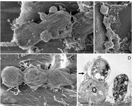 Fig. 4. Cryptosporidium parvumpost-inoculation. (C,D)Scale bars: (A,B,C) 2 binary ﬁssion and syzygy
