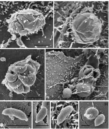 Fig. 5. Meronts I and merozoites type I. (A,B) Developing meronts I with internal merozoites type I