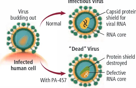 Figure 2 When treated with PA-457, the HIV capsid becomes misshapen and collapses, resulting in the death of the virus.