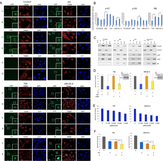 Figure 5: Selinexor alters pocket protein expression in nuclear and cytoplasmic compartments