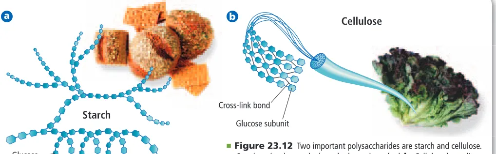 Figure 12.12.Two other important polysaccharides are starch and cellulose, shown  Starch and cellulose are also composed solely of glu-