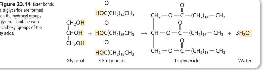 Figure 23.13,hydrogen atom to become saturated. For example, oleic acid, shown in  can be hydrogenated to form stearic acid.The double bonds in naturally occurring fatty acids are almost all 