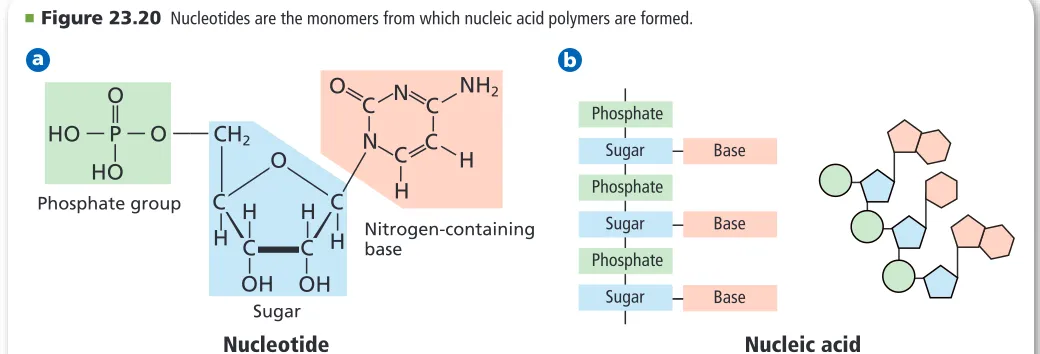 Figure 23.20a.containing structure called a nitrogenous base. Examine each part of tides, the sugar and the nitrogen base vary