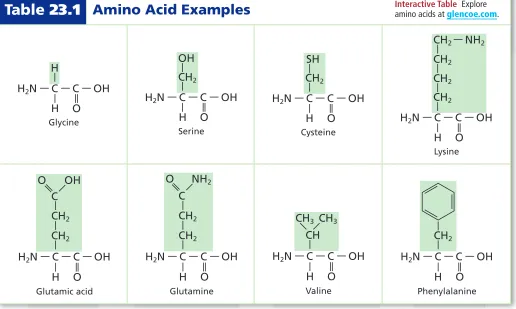 Table 23.1Amino Acid Examples