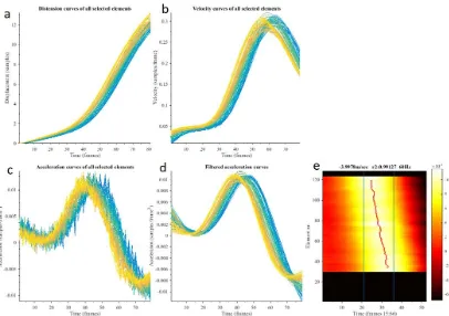 Figure 11: The (a) distension, (b) velocity, (c) unfiltered acceleration and (d) filtered acceleration waveforms of all included scan lines for the DN phase