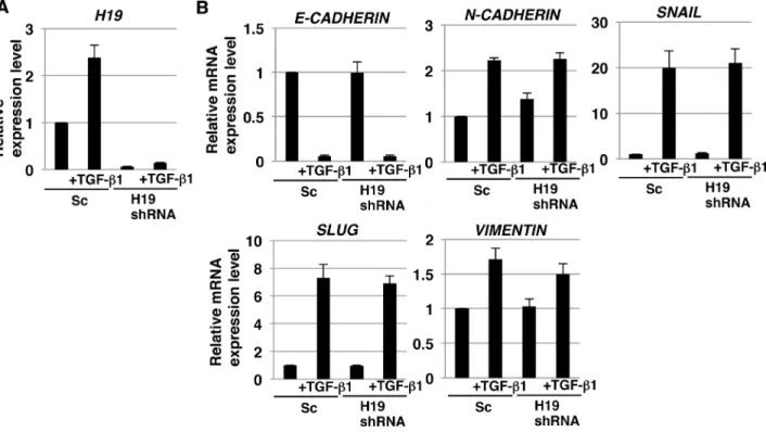 Figure 8: EMT induction in H19-knockdown PDAC cells. qRT-PCR analysis of H19 (A) and EMT markers (B) performed using  cDNA derived from Sc and H19-knockdown cells after EMT induction