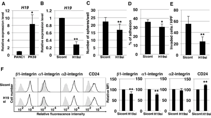 Figure 9: H19-knockdown effect on PK-59 PDAC cells.  (A) qRT-PCR analysis of H19 was performed using cDNA derived from 
