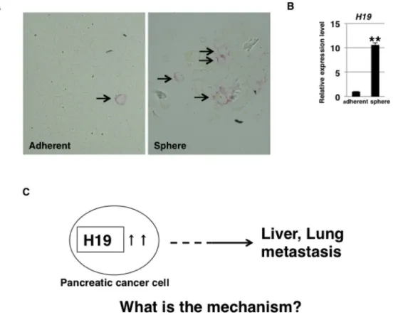 Figure 1: H19 expression in PDAC cells.  (A) H19 expression was analyzed by performing in situ hybridization in PANC-1 cells