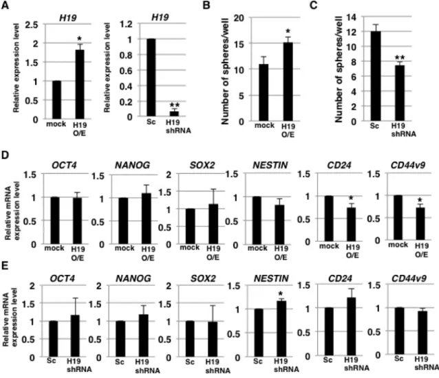 Figure 2: H19 contributes to sphere formation in PDAC cells.  (A) qRT-PCR analysis of H19 was performed using cDNA derived 