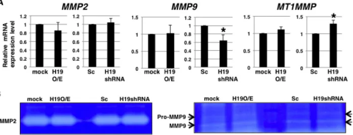 Figure 5: H19 does not contribute to MMP activity in PDAC cells.  (A) qRT-PCR analysis of MMPs was performed using 