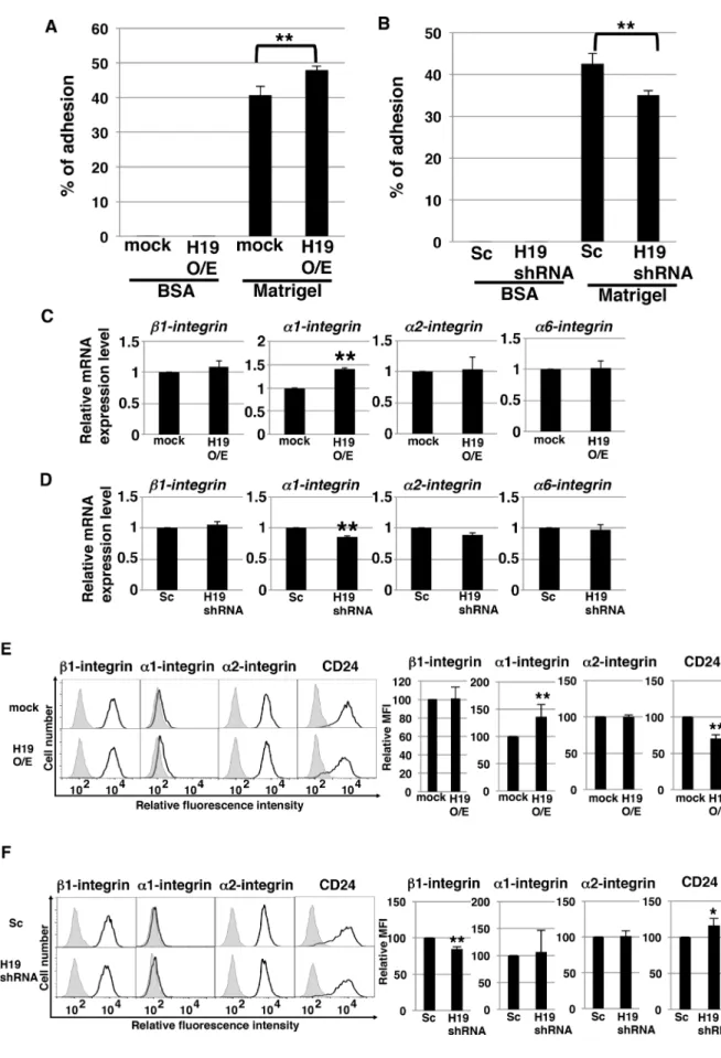 Figure 6: H19 contributes to cell adhesion through regulation of CD24 and integrin expression in PDAC cells