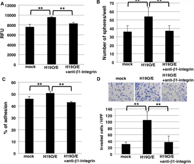 Figure  7:  Blocking  of  β1-integrin  inhibits  sphere  formation  and  invasion  in  H19-overexpressing  cells