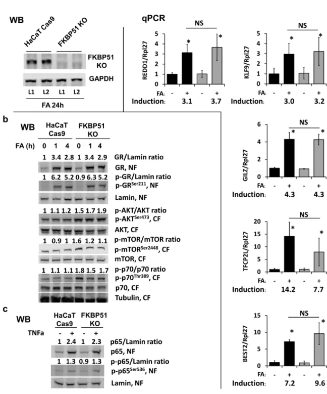Figure 4: Effect of FKBP51 KO on glucocorticoid response and Akt/mTOR in HaCaT human keratinocytes