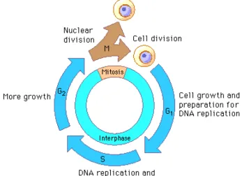 Figure 6: The ﬁgure above describes how a cell that follows a mitotic mech-anism divides.During each iteration, the number of cells doubles.(Source:www.goldiesroom.org)