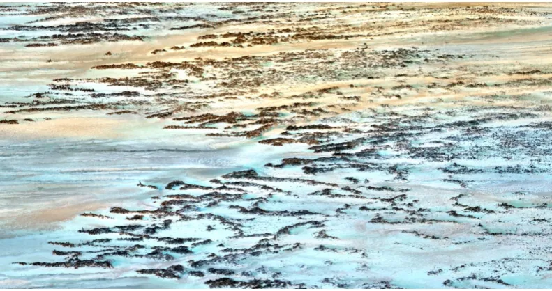 Figure 6.Three-dimensionalworm reefscape composed of the RGB imagery draped over the DSM, all derived from a 150 m-heightFigure 6