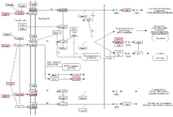 Figure 7. Gene activities in the TGF beta signaling pathway. 
