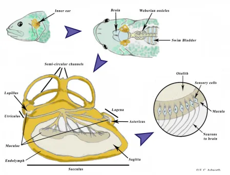 Figure 1.1. Schema of the location of the inner ear, its components and the innervation of the 