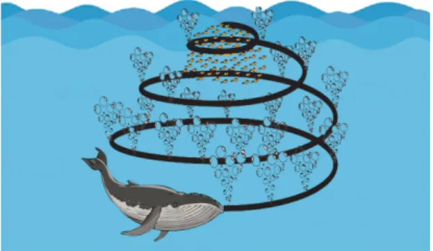 Figure 2 exhibits the largest baleen whale called humpback. Its size is comparable to that of a school bus