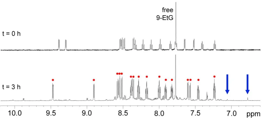 Figure 6. 1H ΝΜR spectrum of 1 + 9-EtG (1:1.5 ratio) in D2O/dmso-d6 (95%/5%) solution in 