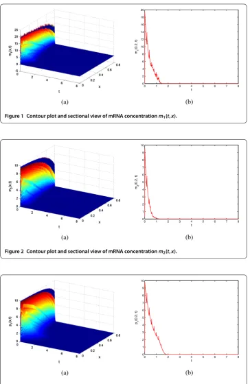 Figure 3 Contour plot and sectional view of protein concentration p1(t,x).