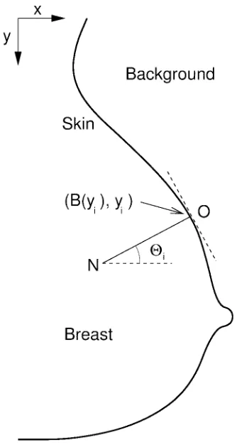 Fig. 2.The breast is orientated so that the nipple always faces the right. TheThe intensity gradient along the normal is computed using the pixels lyingoncoordinate axes are directed as shown with the origin corresponding to the topleft corner of the image
