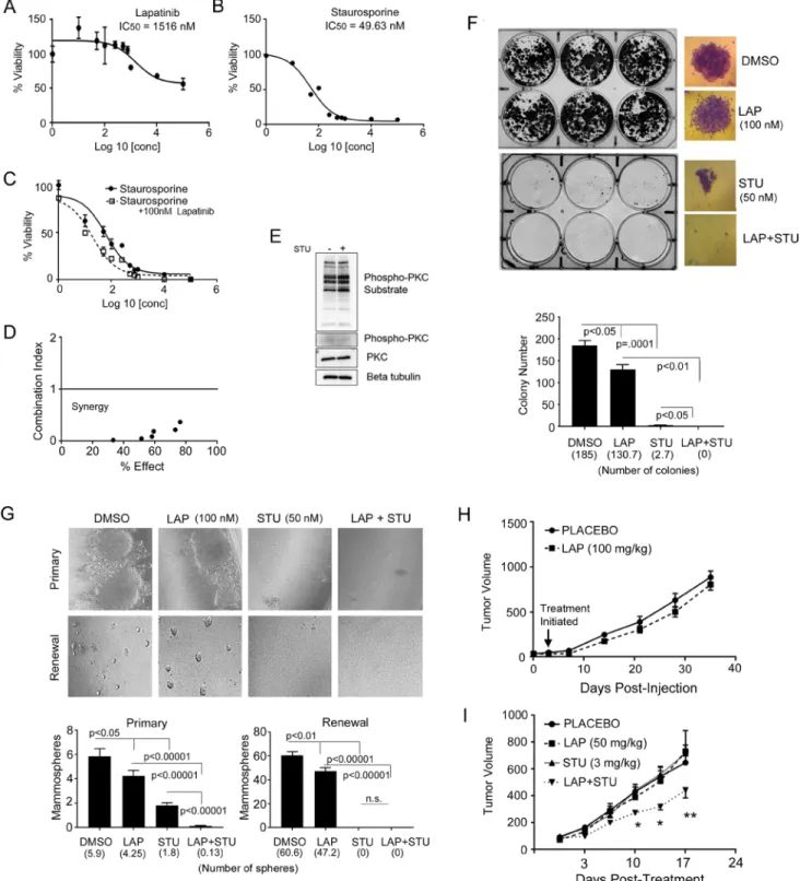 Figure 5: stu synergizes with lapatinib.  (A) IC 50  value was generated by evaluating viability of JIMT-1 cells treated with increasing 