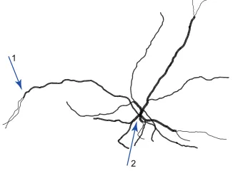 FIG. 12.An example of neural geometry with 24 dendritic branches.Arrow 1 indicates