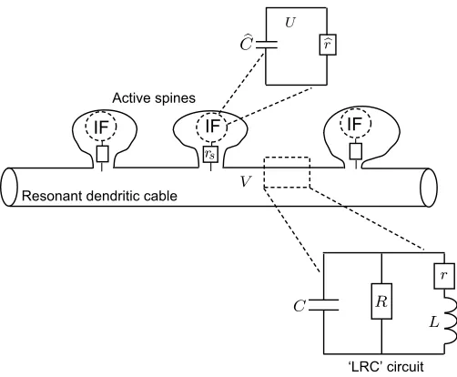 FIG. 1. Schematic diagram of a dendritic cable with resonant membrane and active spines.