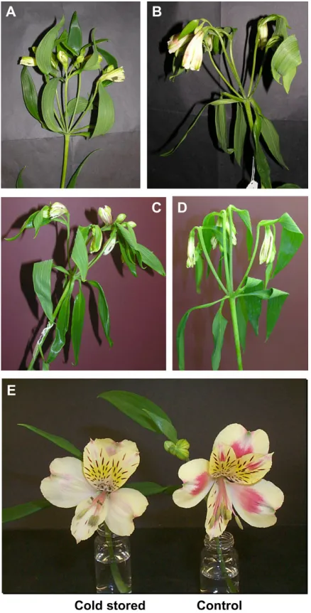 Fig. 1. Appearance of ﬂowers (A) at harvest prior to any stress(D) after 72 h cold dry stress at 4stressed ﬂower compared with control at stage S5, the lattershowing much more intense pigmentation