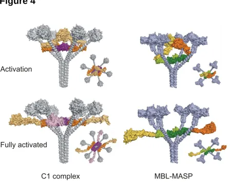 Figure 4  
