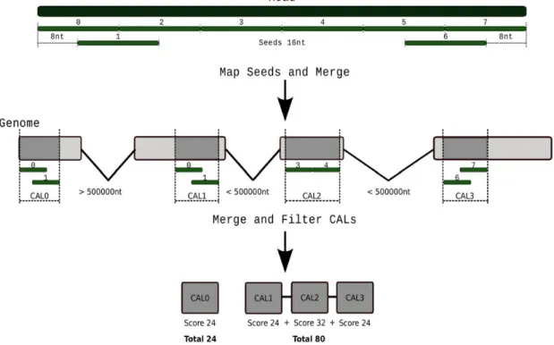 Figure 1. Schema of the implementation of the mapping process. (Top) Contiguous seeds of size (16 bp) are taken covering the whole read