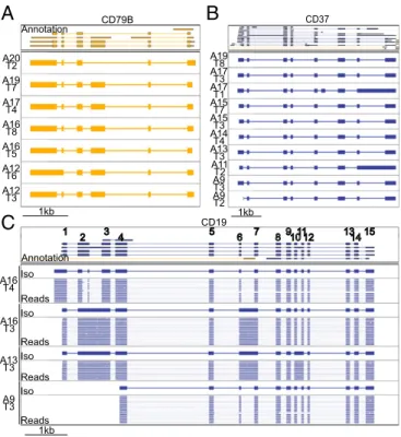 Fig. 5. R2C2 reads identify isoforms in B cell surface receptor genes. (A –C) Genome browser views of Transcriptome annotation, isoforms (Iso)  identi-fied by Mandalorion, and R2C2 consensus reads (Reads) (C only,  down-sampled to 20 reads) are shown for C