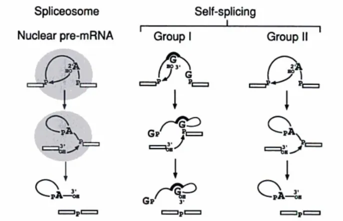 Figure 1.2 Spliceosomal splicing and self-splicing.  