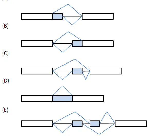 Figure 1.3 Alternative splicing patterns.  