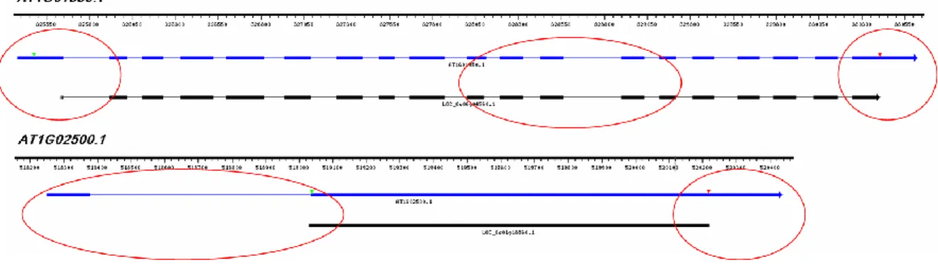 Figure 2.1 The spliced alignment of OS01G18860.2 and OS1G04560.1. 