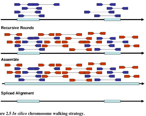 Figure 2.5 In silico chromosome walking strategy. 