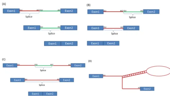 Figure 3.1 Long intron splicing models.  