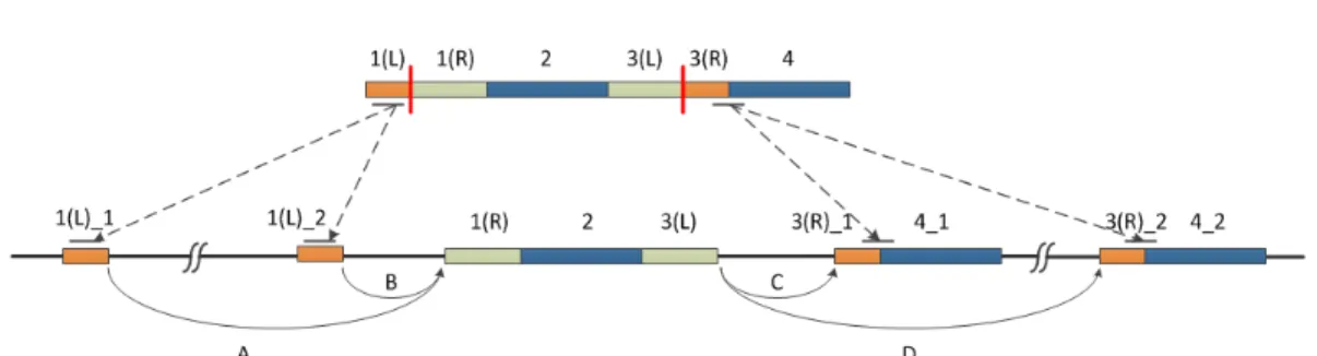 Figure 1: Gapped alignment. An IUM read is split into 4 segments(N = 4). Segment 2 and 4 can be fully mapped onto reference(segment 4 has two potential alignments, labeled as 4 1 and 4 2), while segment 1 and 3 cannot be aligned and are considered as junct