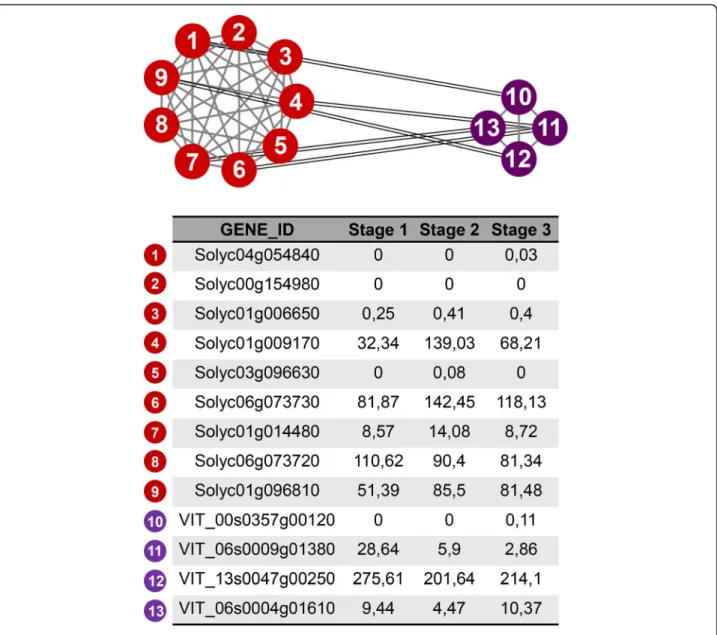 Fig. 6 Ortholog/paralog network involving EIL transcription factor. Red circles represent tomato genes; purple circles represent grapevine genes;