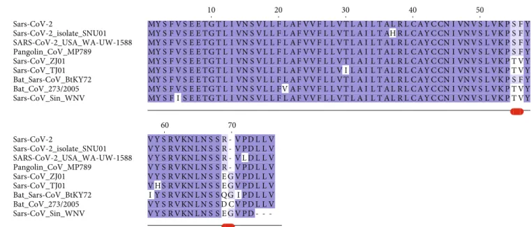 Figure 1: Multiple sequence alignment among Sars-CoV-2 Envelope protein variants and a set of the most similar homologous proteins