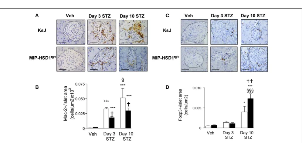 FIGURE 2 | MIP-HSD1tg/Arrows indicate double-positive stained cells, magniﬁcationmaintained replicative capacity after STZ treatmentimmunoﬂuorescence images of parafﬁn-ﬁxed pancreata co-stained withrabbit anti-Ki67 (green), rabbit anti-PDX1 (red), and DAPI