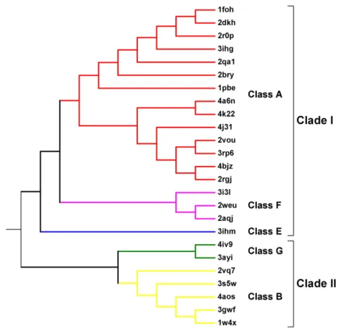 Fig. 1. Structure-based phylogeny of the Group 1 flavin-dependent monooxygenases. Molecular phylogenetic analysis by the ML method based on the 3D alignment of the whole 29 available Group 1 protein structures