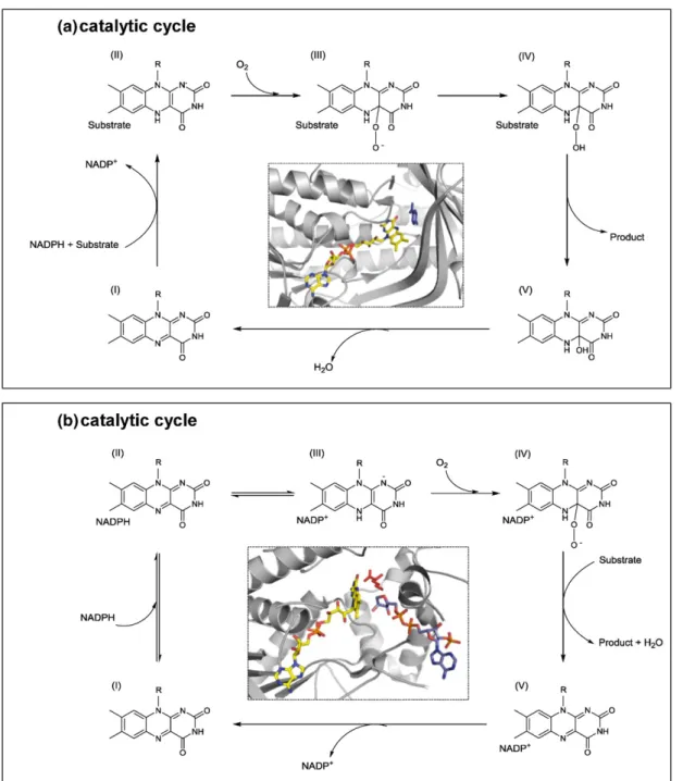 Fig. 5. Catalytic mechanisms of class A and class B monooxygenases. Top: schematic representation of the catalytic cycle of class A monooxygenases