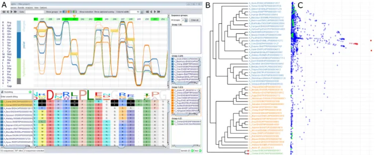 Figure 2. (A) Alvis’s Sequence Bundles visualization of the haloacid dehalogenase family