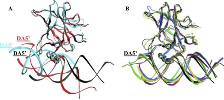 Figure 7: Superimposition of the p53 variants shows the displacement of the DNA in the mutants’ complexes