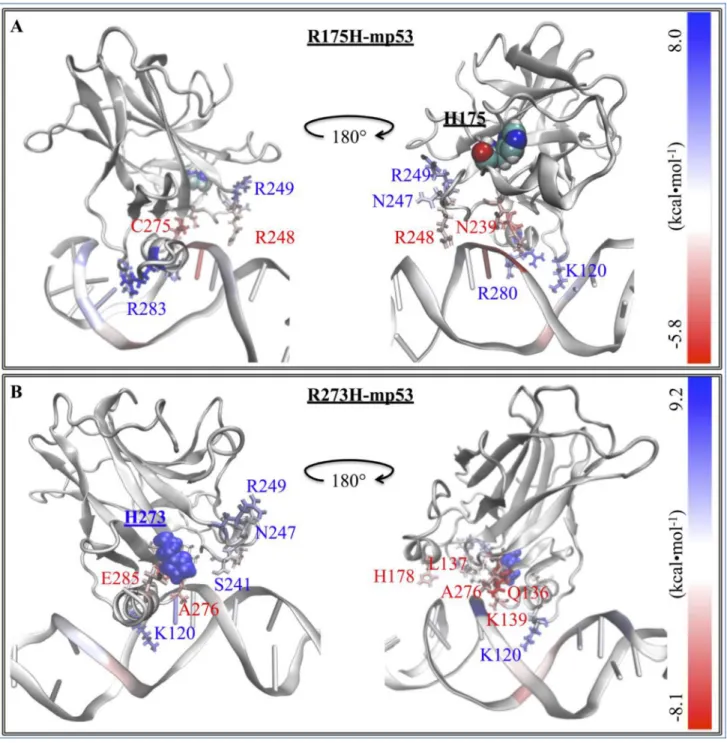 Figure 4: The difference in the EBE contribution of the mutant protein residues vs.  wt-p53