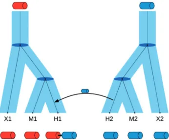 Fig. 1. Evolutionary scenario that would give rise to inconsistent orthol- orthol-ogy relationships for different domains in a protein