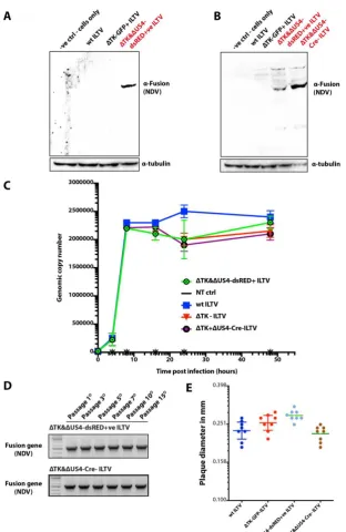 Figure 4.Characterisation of the recombinant ILTVs generated using CRISPR/Cas9 and Cre(all passaged at least 15 times) or left uninfected for 48 h